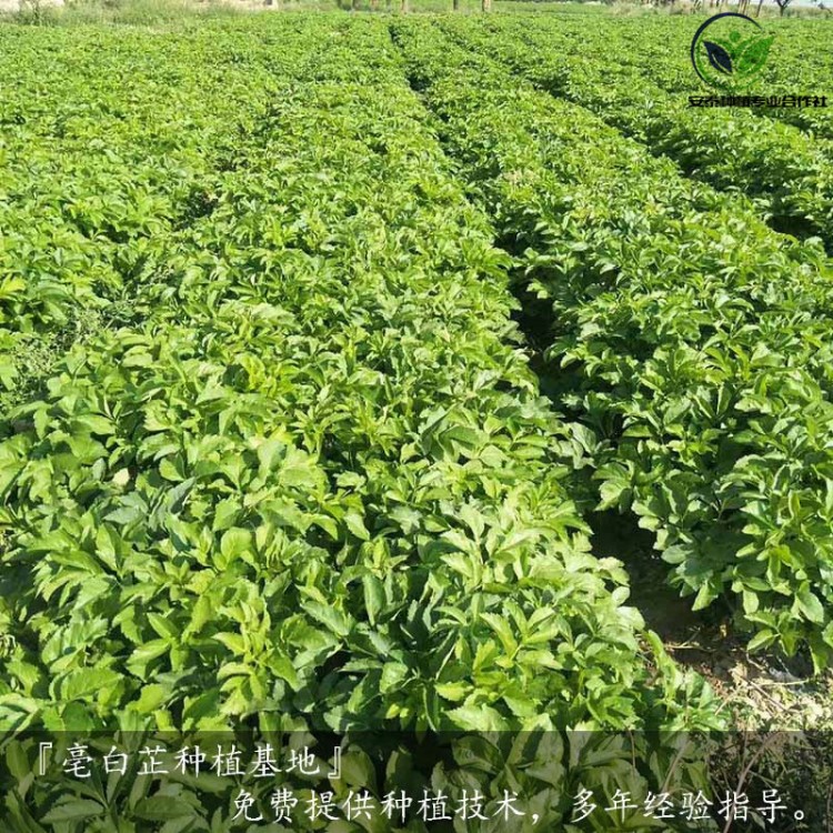 陕西省白芷种子样品图